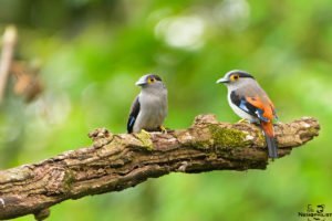 Two_Broadbills_1200_800_1114-300x200