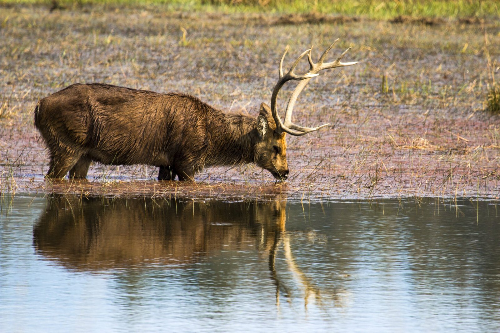 Barasingha in Water Knaha4