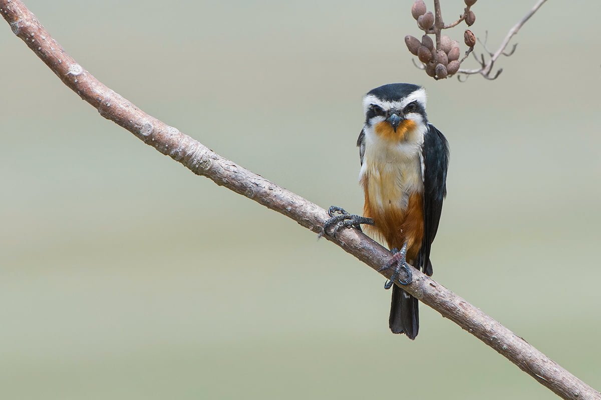 Collared_Falconet_Birds_Manas