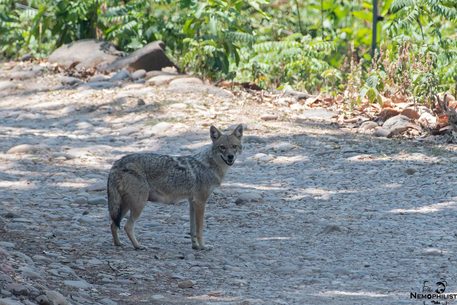 Corbett-Jackal_DSC5499