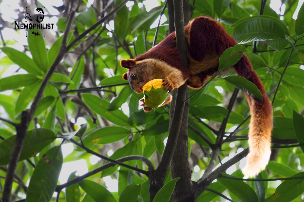 Goa-Giant Indian Squirrel