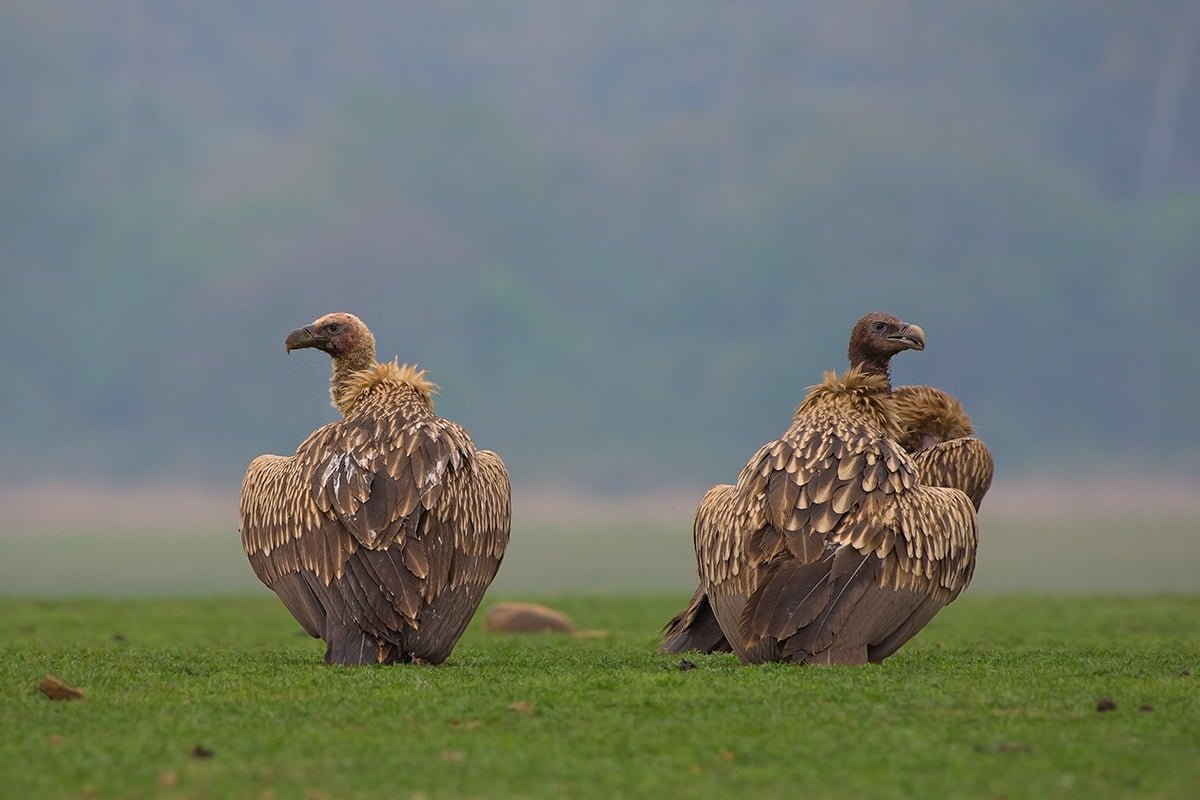 HimalyanGriffon_Corbett