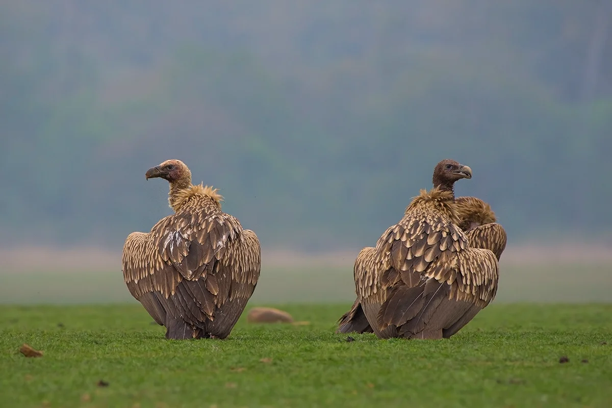 HimalyanGriffon_Corbett