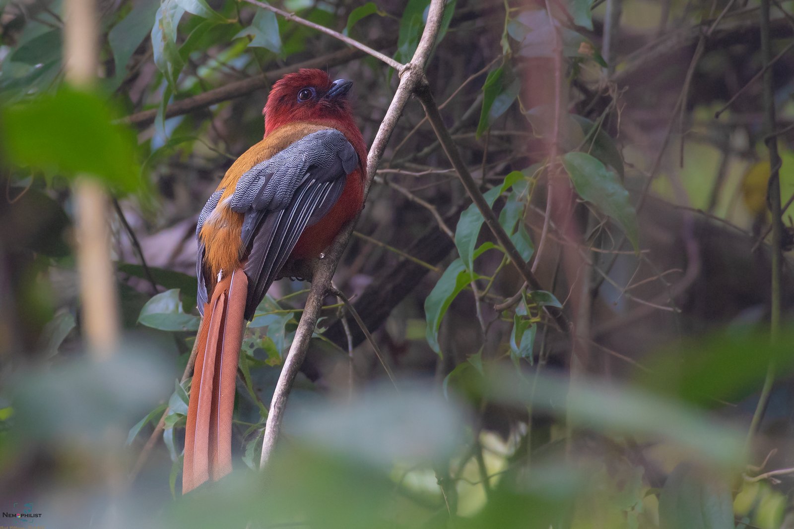 Red-headed-Trogon_6524