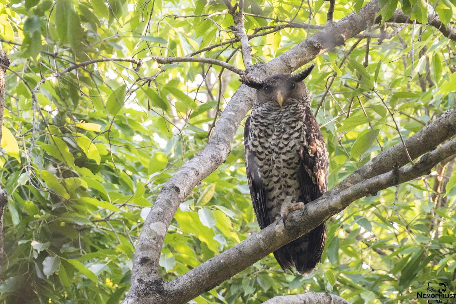 Spot-bellied-eagle-owl_DSC6249