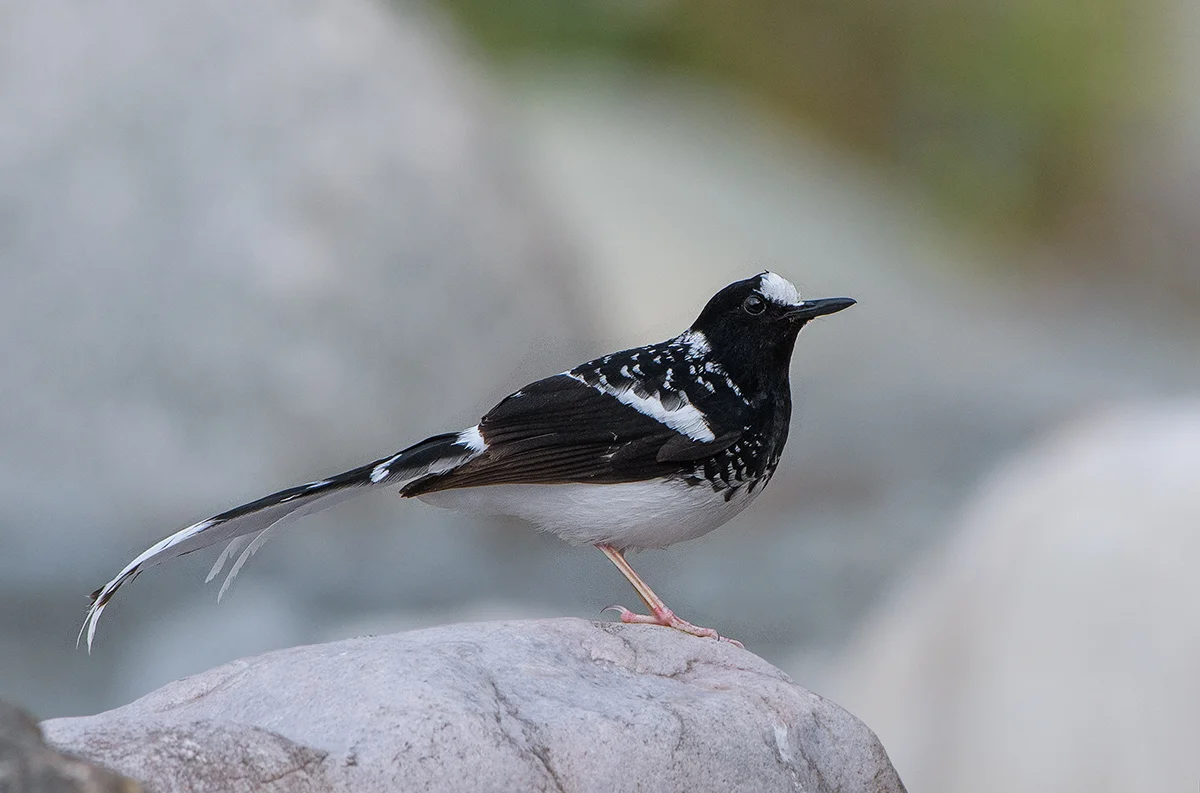 SpottedForktail_Corbett