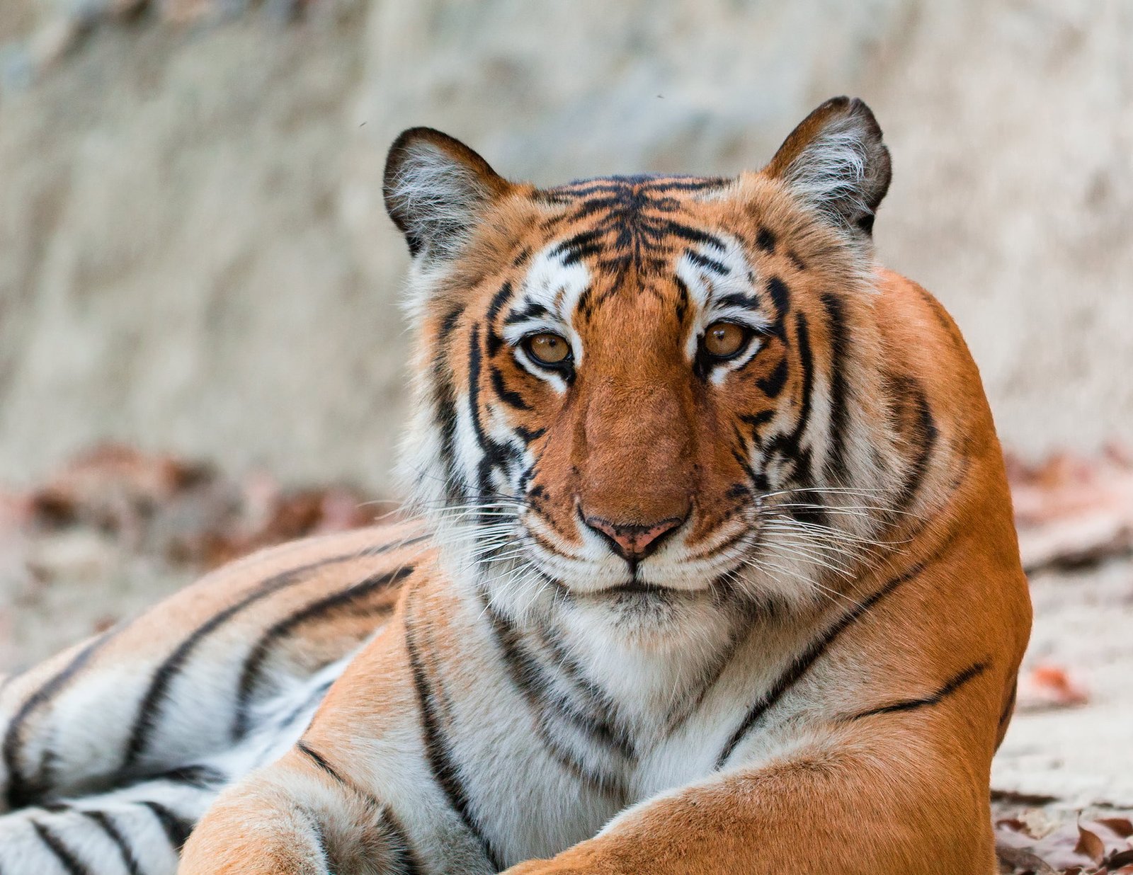 Tiger-Portrait_website2-0114