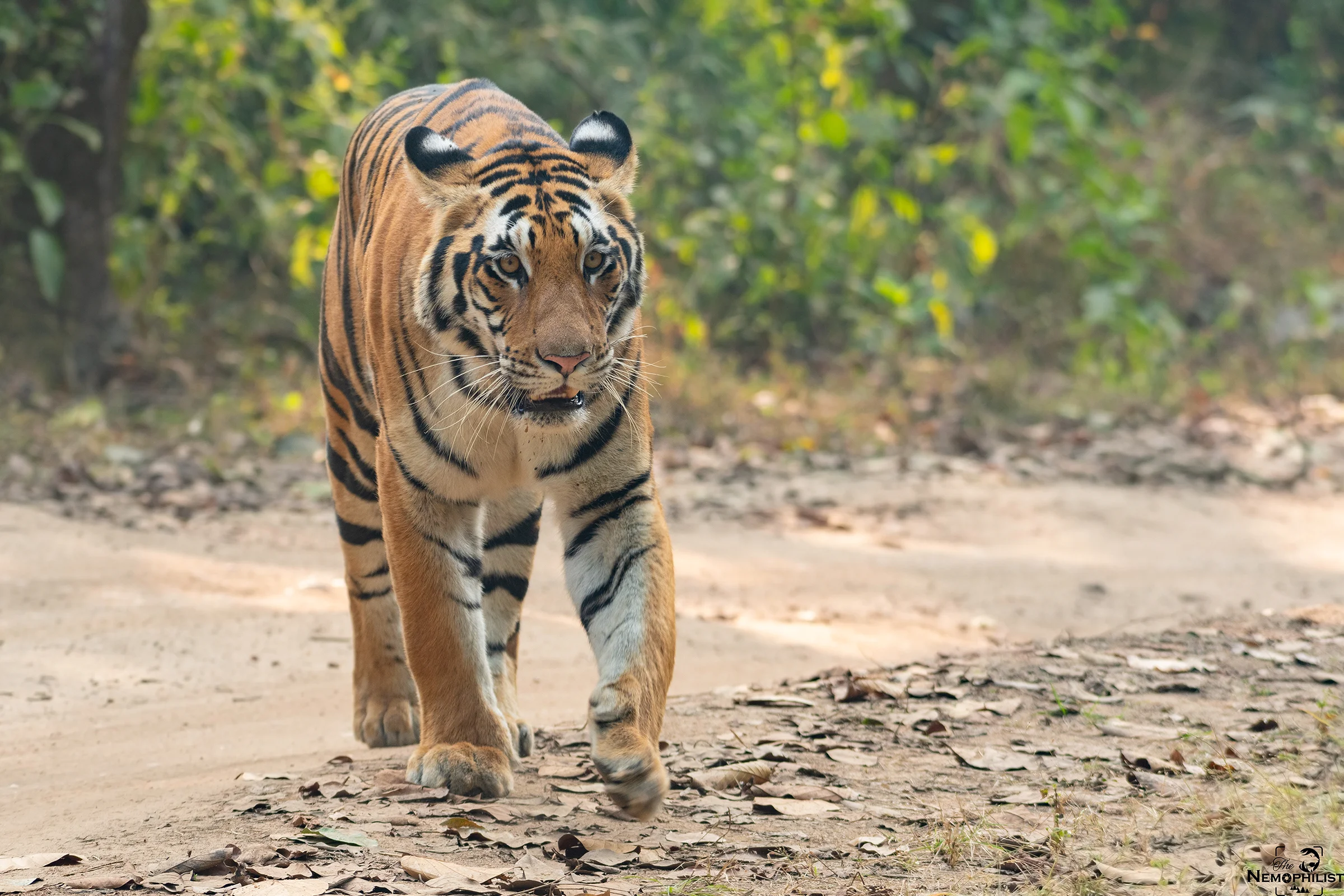 Tiger-in-Kanha_2280