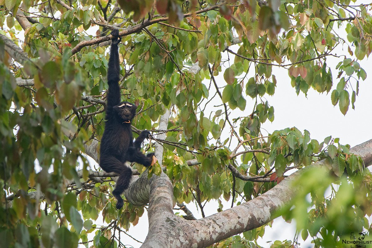 Gibbon_0988