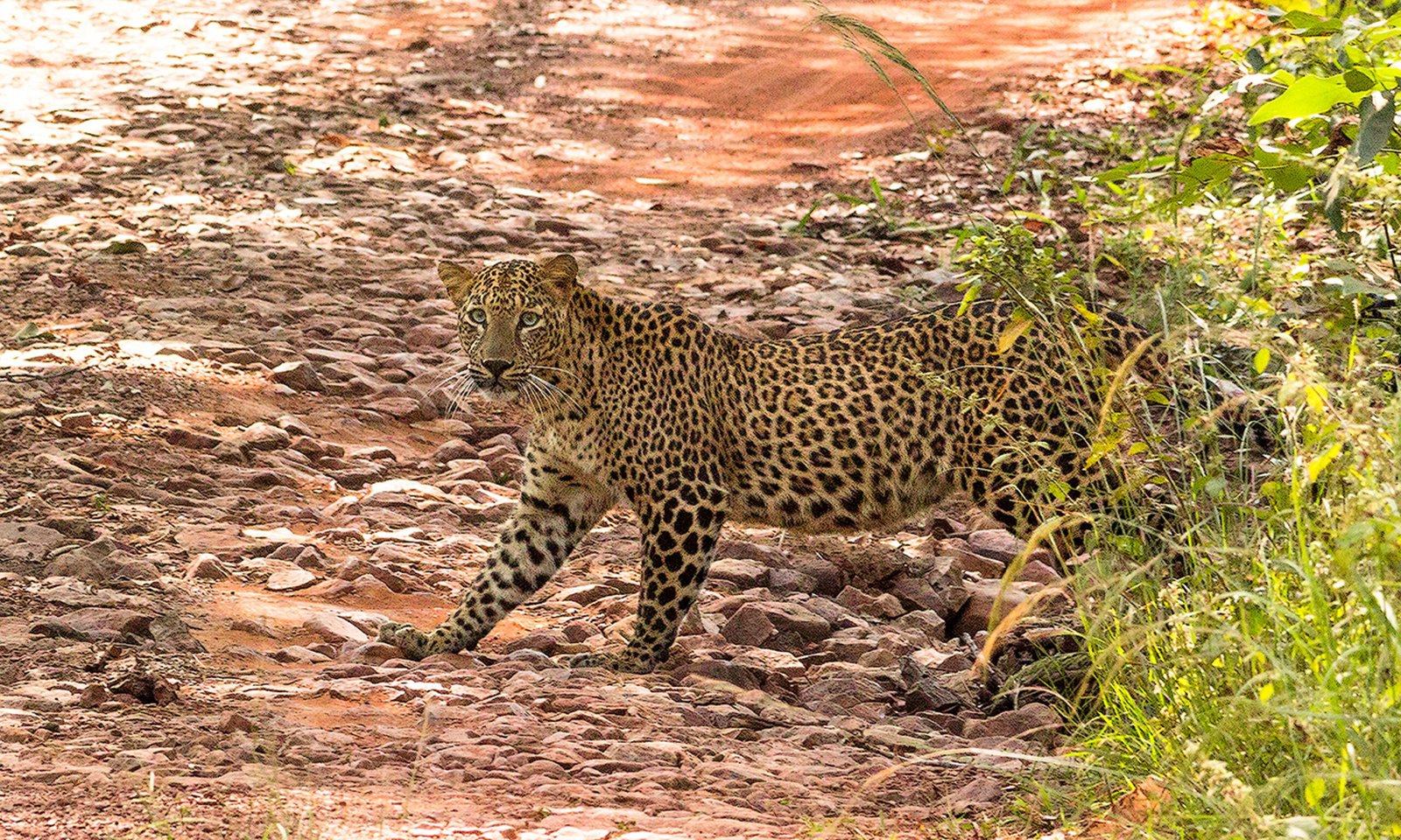 Leopard_male-9961
