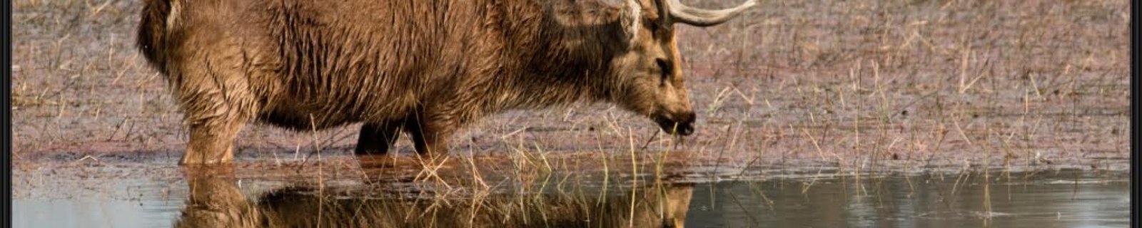 Kanha..The Land of Barasingha