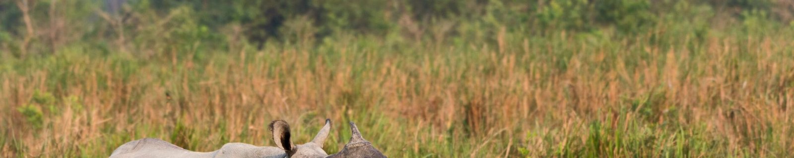 RhinoScape_0710 RhinoScape_0710